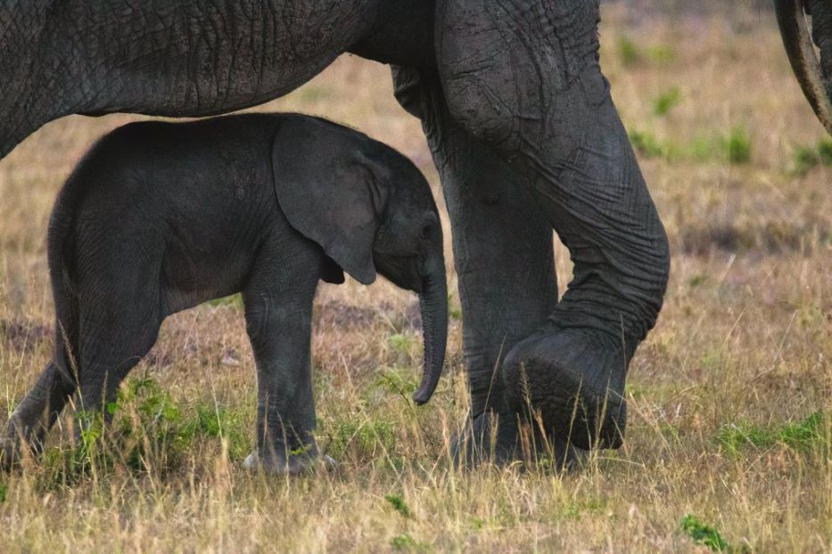 Elefanta y su cria Tanzania 2